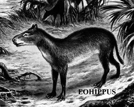 EOHIPPUS